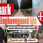 สหกิจศึกษาต่างประเทศ ณ Enghavegaard i/s , ประเทศเดนมาร์ก นักศึกษาคณะเทคโนโลยีการเกษตร สาขาสัตวศาสตร์